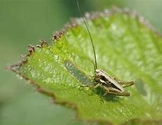 Image result for Cricket Nymph