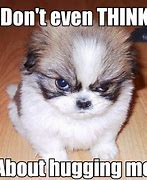 Image result for Funny Memes Grumpy Dog