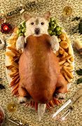 Image result for Funny Animal Roast