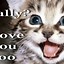 Image result for Funny Cat iPhone Wallpaper