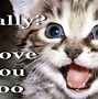 Image result for Crazy Cat Funny Desktop Wallpapers
