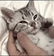Image result for Cutest Cat Memes