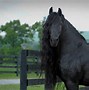 Image result for Rare Friesian