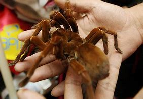 Image result for Largest Spider Ever Existed