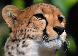 Image result for Cheetah Ears