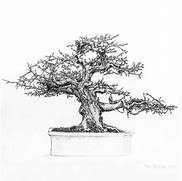 Image result for Bonsai Tree Ratios