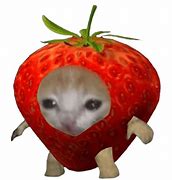 Image result for Lettuce Cat Meme