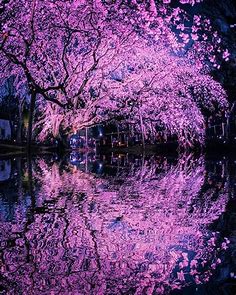 Cherry Blossoms, Tokyo, Japan by youkixxx  #桜 #CherryBlossom | Beautiful landscapes, Landscape wallpaper, Beautiful nature