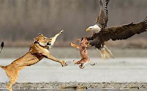 Image result for Lion Eating Eagle