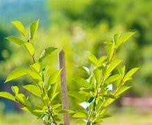 Image result for Cherry Sapling