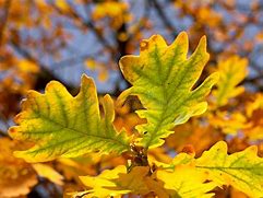 Image result for Oak Leaf Fall Colors