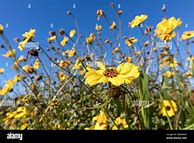 Image result for Yellow Wildflower Case