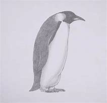Image result for Drawing of Crazy Penguin