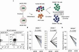 Image result for G4 vs G3 Immunotherapy