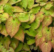 Image result for Epimedium x warleyense Orangekönigin