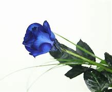 Image result for Bos Blau Rose