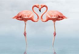 Image result for Flamingo iPad Mini Wallpaper