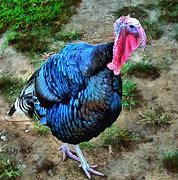 Image result for African Thanksgiving