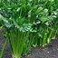 Image result for Harvesting Celery