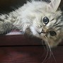 Image result for Cutest Wild Animals in the World