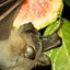 Image result for Bat Eats Ghost