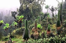 Image result for dendroideo