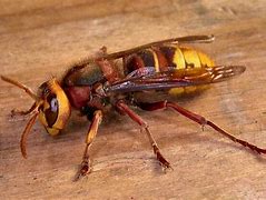 Image result for hornet