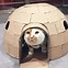 Image result for Cat You Know What Meme