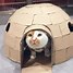 Image result for Silly Cat Cartoon