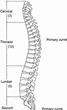 Image result for Image of Spine and Vertebrae