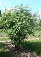 Image result for Decaisnea fargesii