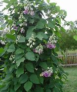 Image result for Corkscrew Vine Plant Care