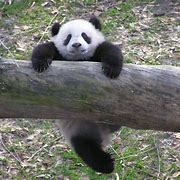 Image result for Tai Shan Giant Panda