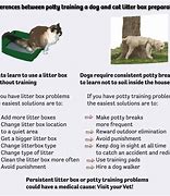 Image result for Cats vs Dogs Cats Shit in a Box