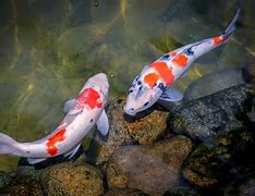 Image result for Fish Swimming Top View