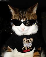Image result for Black and White Cat with Sunglasses Meme