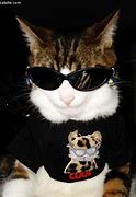 Image result for Cat with Glasses Meme