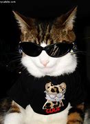 Image result for Swag Cat with Glasses