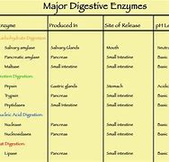 Image result for Human Digestive System Enzymes