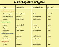 Image result for Digestive Enzymes and Function
