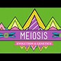 Image result for Meiosis II Stages