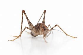 Image result for Pictures of a Cricket Spider