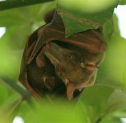 Image result for Hammerhead Fruit Bat