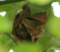 Image result for Hammergeadd Bat