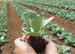 Image result for Farming Produce