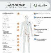 Image result for Cannabinoids Effects