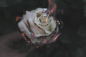 Image result for Burning Rose Wallpaper