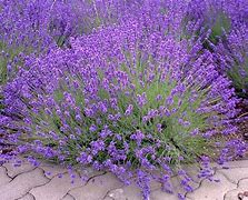 Image result for Lavender Bushel