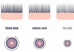 Image result for Hair Thickness in mm