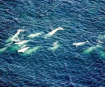 Image result for Beluga Whale Pod